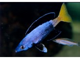 CYPRICHROMIS LEPTOSOMA JUMBO KITUMBA 4-5