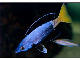 CYPRICHROMIS LEPTOSOMA JUMBO KITUMBA 3