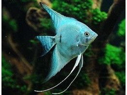 PTEROPHYLLUM SCALARE COBALT BLUE 4-5