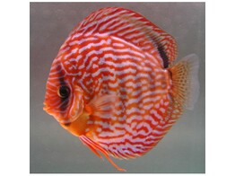 SYMPHYSODON A. SSP RED TURQUOISE 5