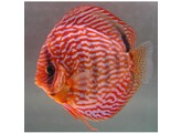 SYMPHYSODON A. SSP RED TURQUOISE 9