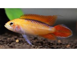 APISTOGRAMMA AGASSIZII FIRE RED 3-3 5