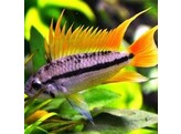 APISTOGRAMMA CACATUOIDES DOUBLE ORANGE XL