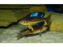 CYPRICHROMIS MICROLEPIDOTUS BULU POINT 3