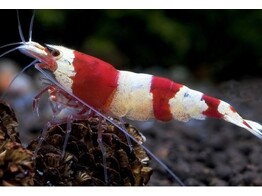 CARIDINA CRYSTAL RED 1 5-2