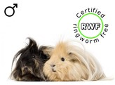 RWF Deluxe cavia mix man/male  /- 6 maand/mois