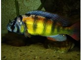 HAPLOCHROMIS OBLIQUIDENS 5-6