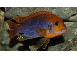 MELANOCHROMIS BREVIS 3