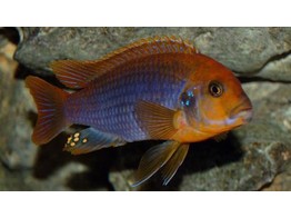 MELANOCHROMIS BREVIS 5 5-7