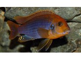 MELANOCHROMIS BREVIS 5 5-7