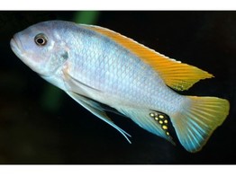 PSEUDOTROPHEUS/MAYLANDIA GRESHAKEI 4 - 5