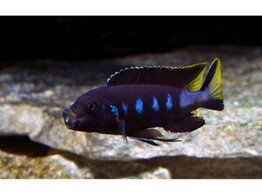 PSEUDOTROPHEUS ELONGATUS CHEWERE 4