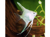 PTEROPHYLLUM SCALARE PLATINUM SILVER 3-3 5