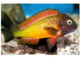 TROPHEUS MOORII OR.I T Orange II 5-6