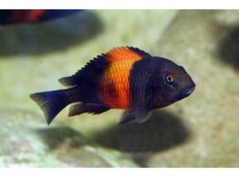 TROPHEUS MOORII ORANGE 1 8-9