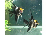 PTEROPHYLLUM SCALARE GOLD COP 3-3 5