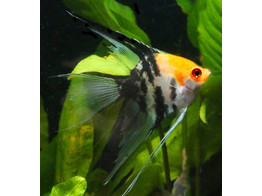 PTEROPHYLLUM SCALARE KOI L. FIN 3-3 5