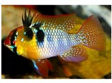 MIKROGEOPHAGUS RAMIREZI 3-3 5