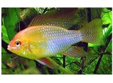 MIKROGEOPHAGUS RAMIREZI GOLD  3 5-4  L