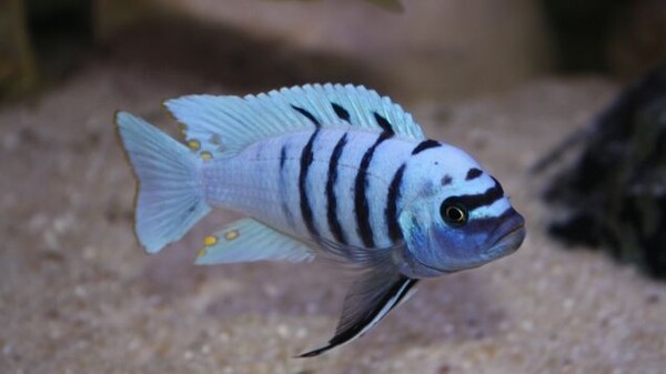 afra hara cichlid