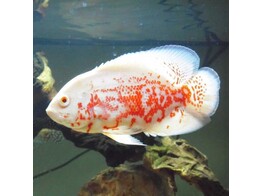 ASTRONOTUS OCELLATUS RED ALBINO 10-13