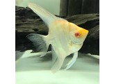 PTEROPHYLLUM SCALARE ALBINO RED EYE GOLD 3-3 5