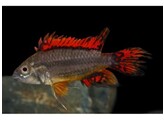 APISTOGRAMMA CACATUOIDES RED pairs L