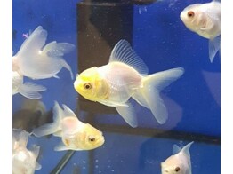 Carassius auratus oranda Yellow Cap 4-5