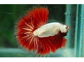 Betta splendens male dragon L