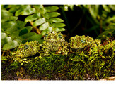 Theloderma corticale Mossy Frog Nakweek / ElevageS