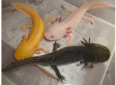 Ambystoma mexicanum Axolotl  Nakweek / Elevage S