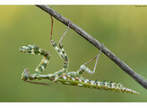 Blepharopsis mendica Dwarf Devilmantis Nakweek / ElevageM