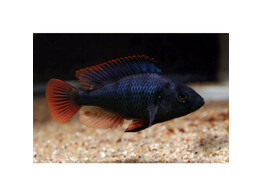 HAPLOCHROMIS/ASTATOTILAPIA NUBILUS 6