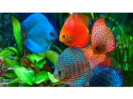 SYMPHYSODON DISCUS mix 4-5