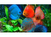 SYMPHYSODON DISCUS mix 8-9