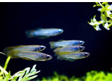 APLOCHEILICHTHYS NORMANI blue lamp eyes 2-3