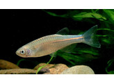 DANIO ALBOLINEATUS 3-3 5