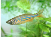 DANIO/DEVARIO AEQUIPINNATUS/MALABARICUS 4-5