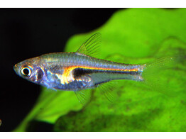 RASBORA/TRIGONOSTIGMA HENGELI M