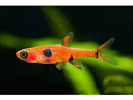 RASBORA/BORARAS MACULATUS 1