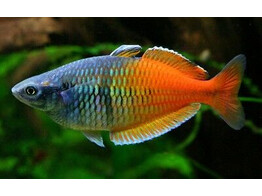 MELANOTAENIA BOESEMANI SUPER ORANGE 4 5-5 5