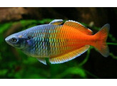 MELANOTAENIA BOESEMANI SUPER ORANGE 4 5-5 5