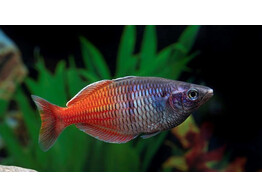 MELANOTAENIA BOESEMANI RED 4-5