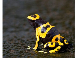 Dendrobates leucomelas Dartfrog Bolivar Fine Spotted Nakweek / ElevageS-M