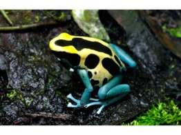 Dendrobates tinctorius Dartfrog Patricia Nakweek / ElevageS-M