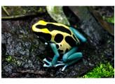 Dendrobates tinctorius Dartfrog Patricia Nakweek / ElevageS-M