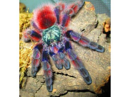 Caribena versicolor Martinique Spider Nakweek / ElevageS