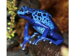 Dendrobates tinctorius Dartfrog Azureus Nakweek / ElevageS-M