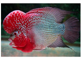 CICHLASOMA SP. FLOWERHORN SUNSET/RED 5