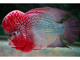 CICHLASOMA SP. FLOWERHORN SUNSET/RED 6-7